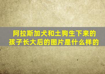 阿拉斯加犬和土狗生下来的孩子长大后的图片是什么样的